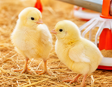 Fully integrated poultry value chain