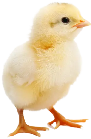 Baby Chicken