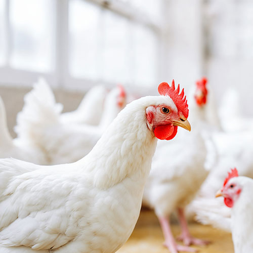 Breeding & Farming