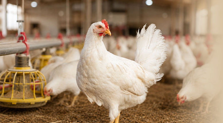 integrated-poultry-chicken-img-1
