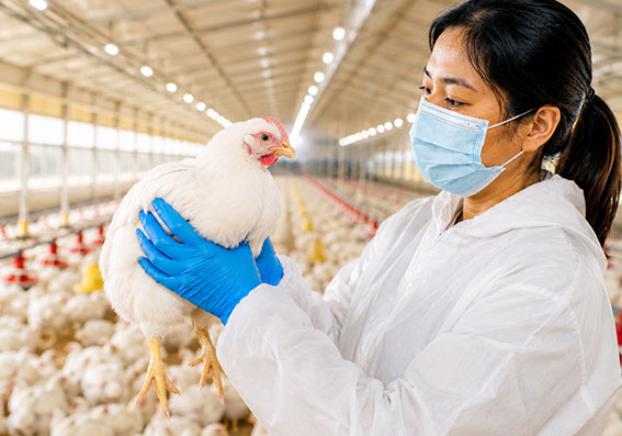 Integrated Poultry