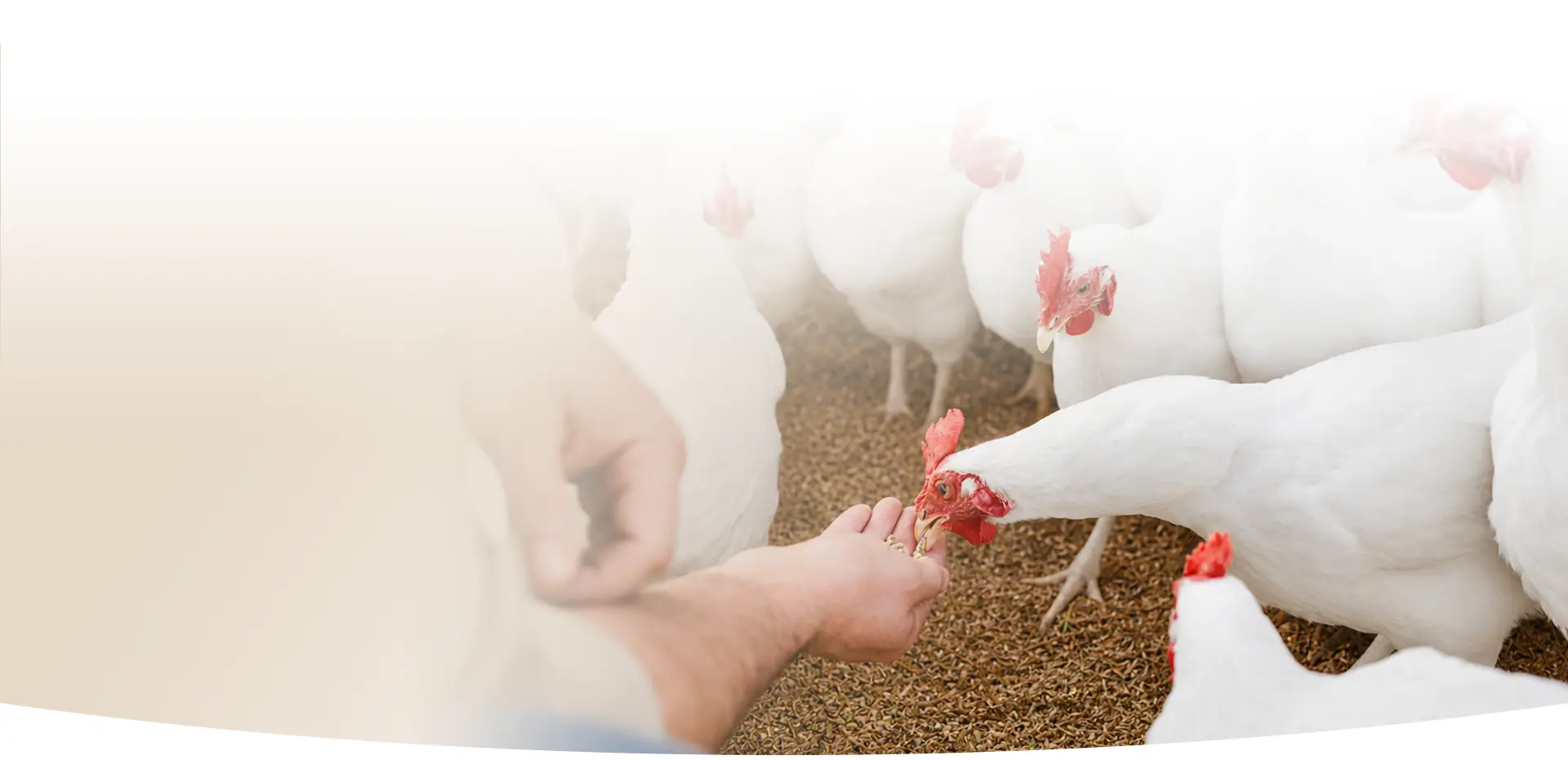 Integrated Poultry