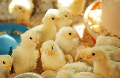 <section class="sustain-card-section">
  <div class="sustain-card-wrap">

    <div class="sustain-card">
      <div class="sustain-card-content">
        <h3>Animal Health &amp; Welfare</h3>
        <p>Advanced biosecurity and modern closed-house farms</p>
      </div>
    </div>

  </div>
</section>